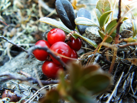 ..Merisoare.. - grass, nature, fruits, red