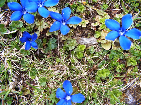 Blue Gentiana - flowers, nature, grass, blue