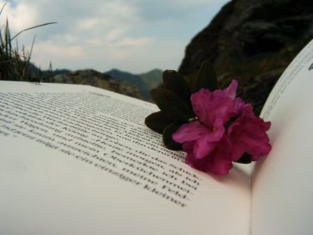 ..Bujori de mune.. - flower, book, nature, mountain