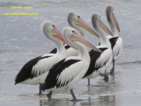 PELICANS - big, water, sea, birds