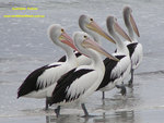 PELICANS