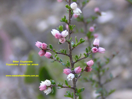 BEAUTIFUL BLOSSOM - flowers, pink, pretty, shrub