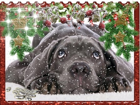 Black Labrador - christmas, dog, xmas, labrador