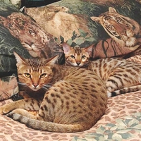 Bengal cats.