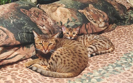 Bengal cats. - bed, bengal, animal, cat