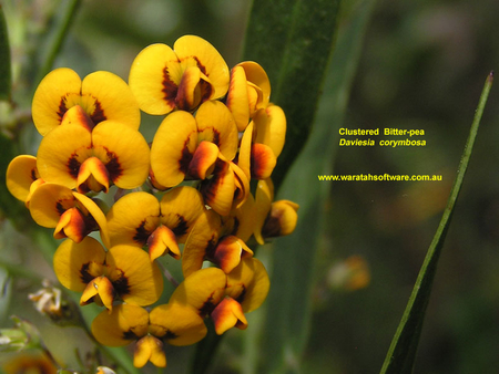 BEAUTIFUL YELLOW FLOWER - flower, pretty, beauty, plant