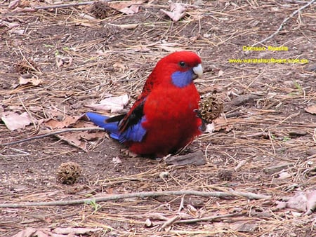 CRIMSON ROSELLA