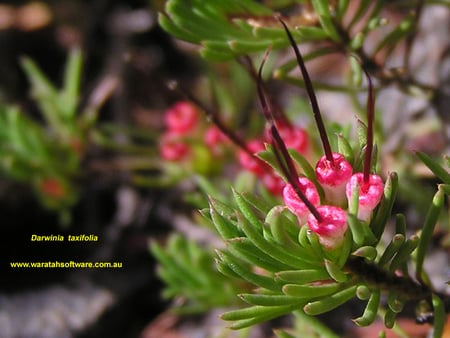 BEAUTIFUL BLOSSOM - flowers, pink, green, leaves