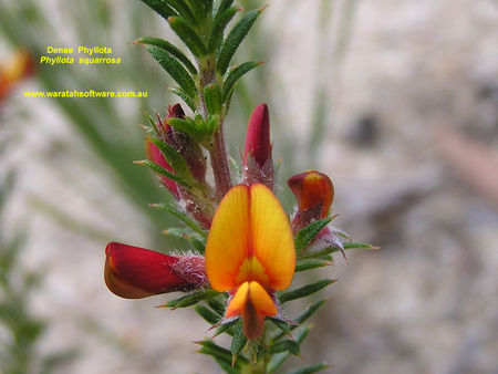 BEAUTY - flower, yellow, nature, plant