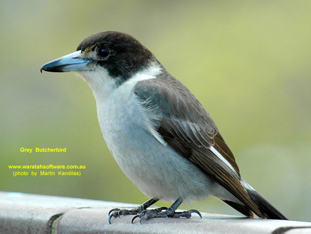 BUTCHER BIRD - bird, black, grey, beautiful