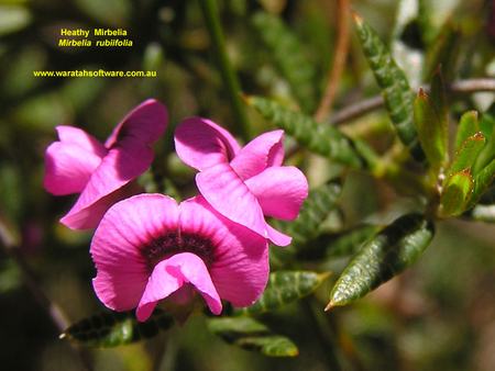 PRETTY PINK FLOWERS - flowers, pink, pretty, plant