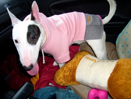 Cute Bull Terrier - bull terrier, cute, cushion, dressed pink