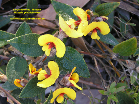 PRETTY - flowers, leaves, yellow, green