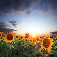 field-of-gold