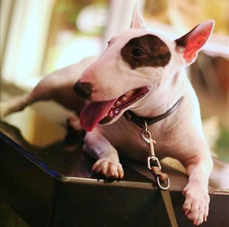 Posturing - bull terrier, posturing, funny, cute