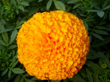 Beautiful marigold - nature, flowers, marigold, beautiful