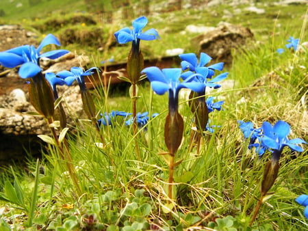 mountain flowers - flowers, mounatin, nature, blue