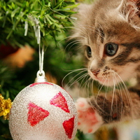 Christmas kitty