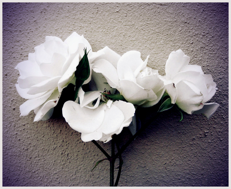 White Roses - white, nature, love, roses, photography, beautiful, photo, rose