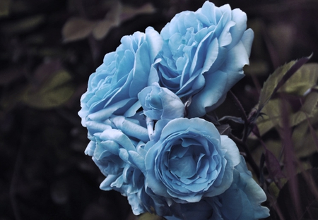 Blue Roses