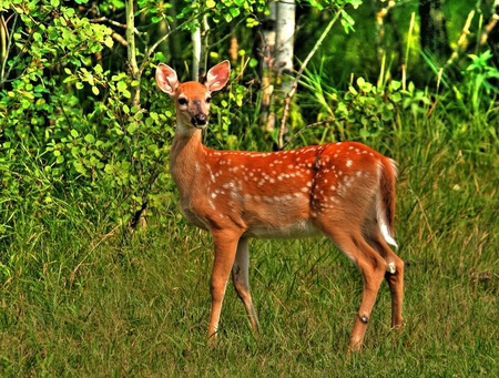 Fawn - fawn, deer, grass, trees