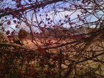 Barn through the berries