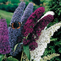 Buddleia and butterfly.