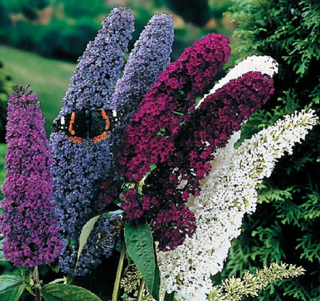 Buddleia and butterfly. - butterfly, colour, insect, buddleia, flower