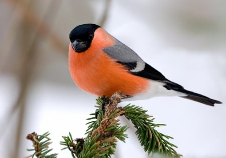 Bullfinch. - animal, bullfinch, bird, perch