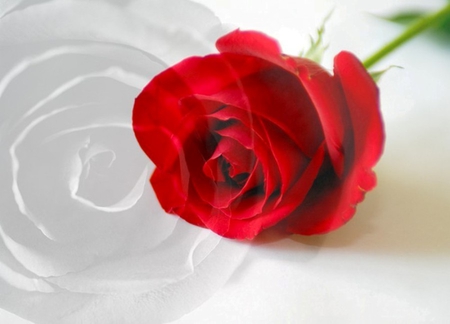 Red Rose for beautiful_life - red, flower, rose, single