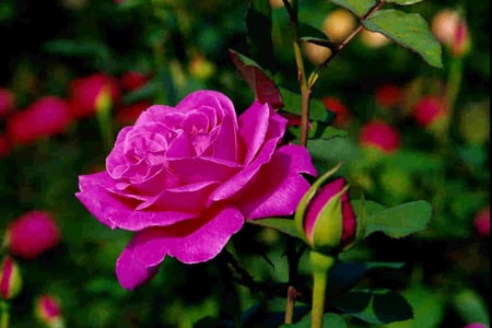 Fuchsia Rose - elegance, grace, poetic romanc, sweetness