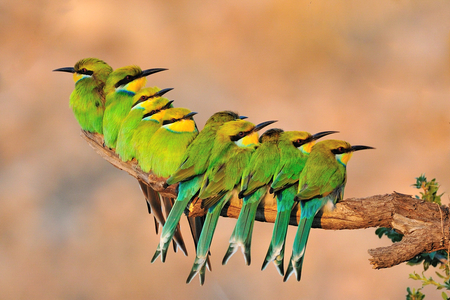 Bee-eaters in a row - beautiful, lovely, photo, bee eaters, branch, birds, green