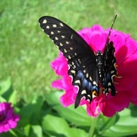 Black & Blue Butterfly Sitting On A Flower