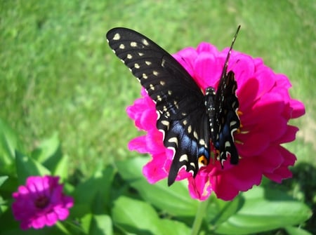 Black & Blue Butterfly Sitting On A Flower - butterfly, spring, nature, iowa nature