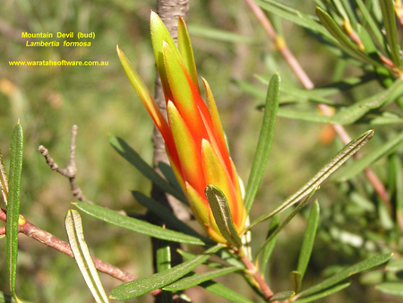 BEAUTY OF NATURE - flower, yellow, nature, shrub