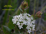 PARSNIP FLOWER