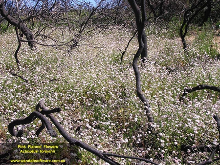 FIELD OF FLOWERS - flowers, field, trees, pretty