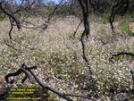 FIELD OF FLOWERS