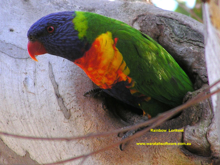 RAINBOW IN TREE - yellow, blue, red, green