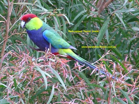 RED CAPPED PARROT - pretty, colours, tree, beautiful