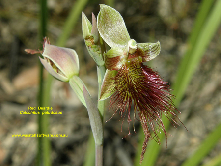 RED BEARDIE - red, flower, pretty, plant