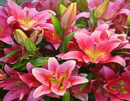 Pink lilliums. - lillium, petal, flower, pink