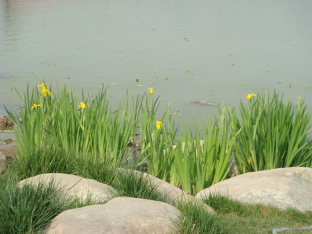 å¤§æ˜Žå®«çŽ„æ­¦æ¹– - tang, temple, xuanwu lake, daming palace