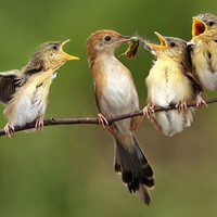 Fight over Food