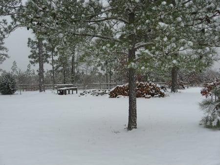 Ready for Winter - white, winter, cold, woods