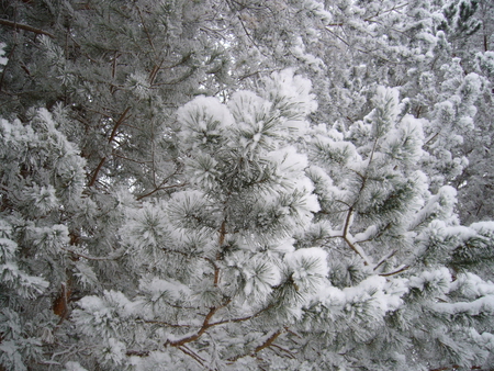 fallen snow - white, nature, trees, cold, snow, photography, winter