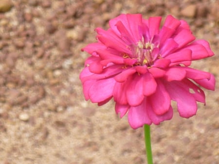 beautiful flower for Hasz... - beautiful, flower, pink, pretty