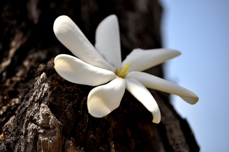 white flower - white, pretty, flower, beautiful