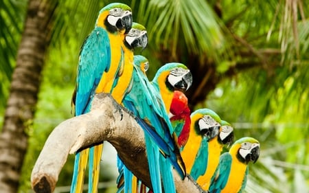 parrots_on_tree-wide - wood, nature, animals, parrots, birds