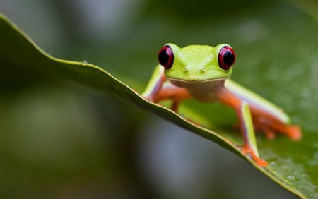 costaRica06 - 3d, red, eyes, frog, green, animal, leaf